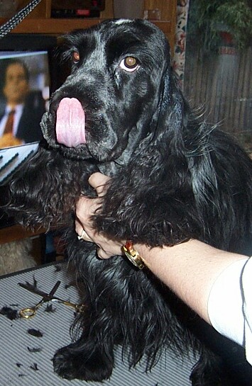A dog; Actual size=240 pixels wide