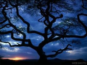 tree.jpg